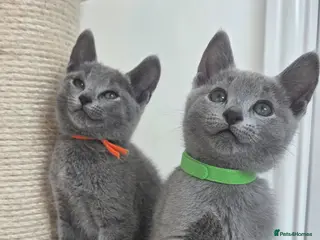 Russian Blue cats 💙 Russian Blue Kittens – Champion Line, TICA - Advert 7