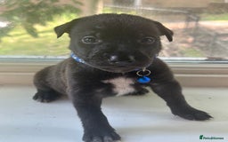 Mixed Breed dogs for sale: Staffy x Belgian Malinos  - Image 8