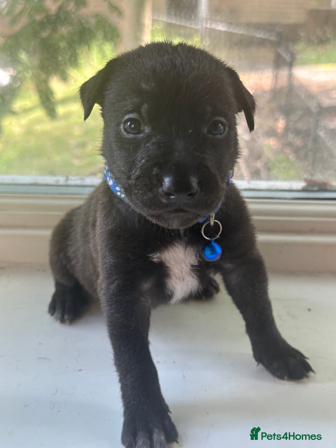 Mixed Breed dogs for sale: Staffy x Belgian Malinos  - Image 8