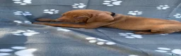 Hungarian Vizsla dogs for sale: Beautiful KC Reg Hungarian Vizsla Puppies - Advert 35