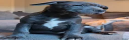 Mixed Breed dogs for sale: French Bulldog X Border Collie puppies - 10 weeks in Leeds - Advert 10