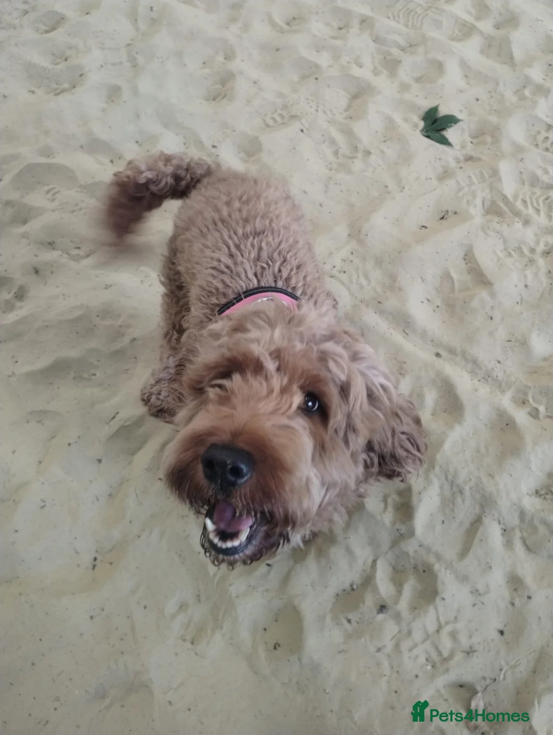 Cocker Spaniel dogs for adoption: Bella - Advert 3