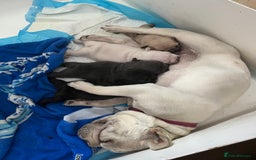 French Bulldog dogs for sale: Puppies for sale - Image 13