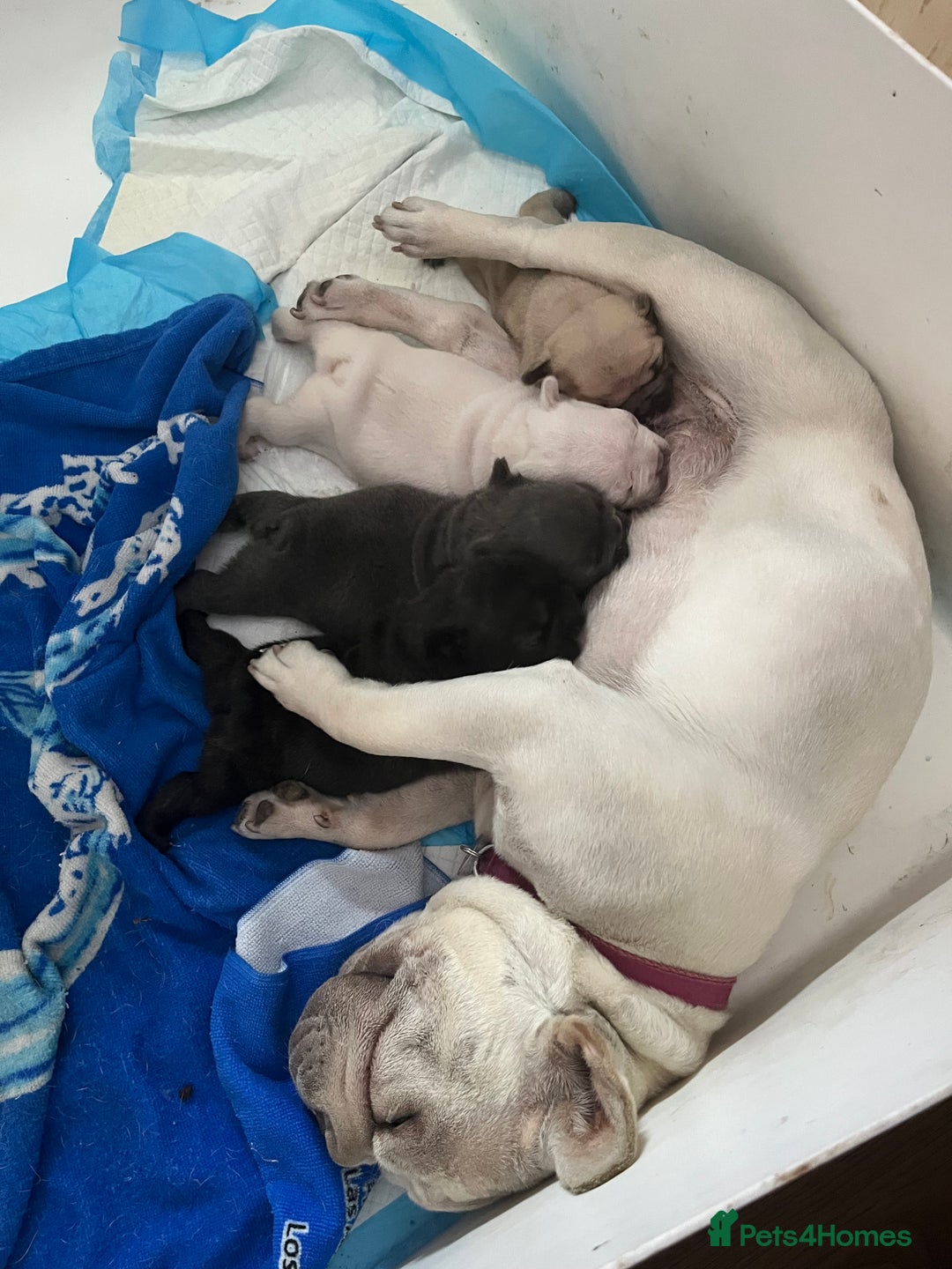French Bulldog dogs for sale: Puppies for sale - Image 13