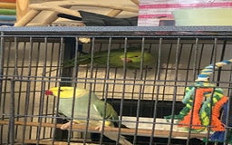 Parrots birds for sale: Indian ring necks  - Advert 2