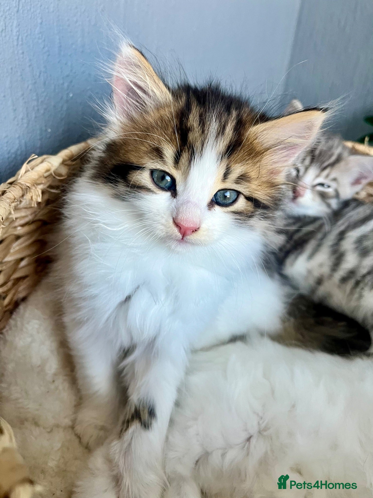 Siberian cats Fluffy kittens  - Advert 2
