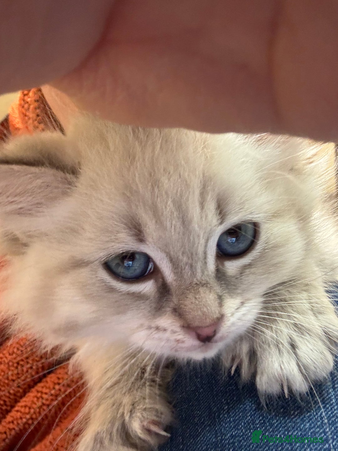 Siberian cats for sale: Tica registered kittens - Image 9