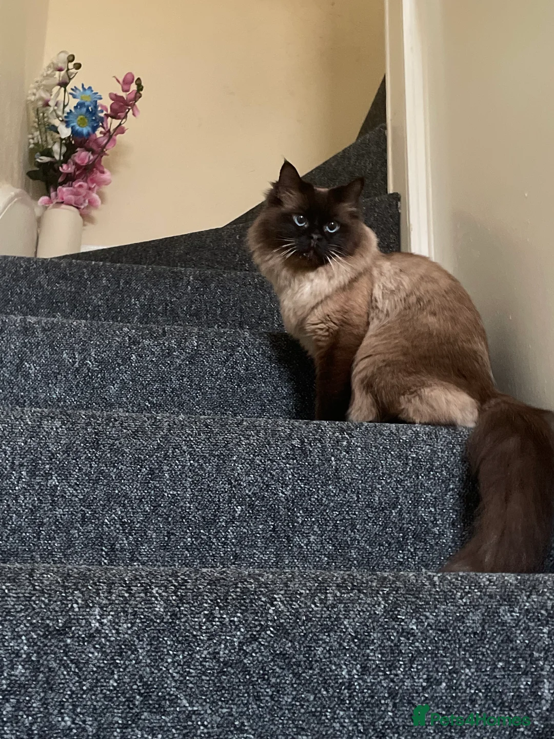 Mixed Breed cats for sale: Prince!  - Advert 3