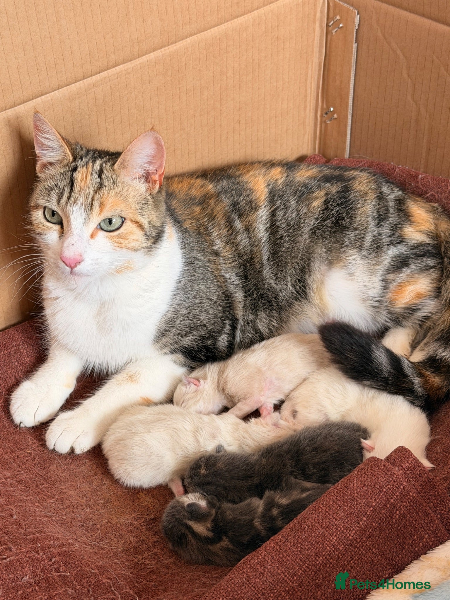 Mixed Breed cats Lovely kitten  - Advert 10