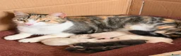 Mixed Breed cats for sale: Lovely kitten  - Advert 1