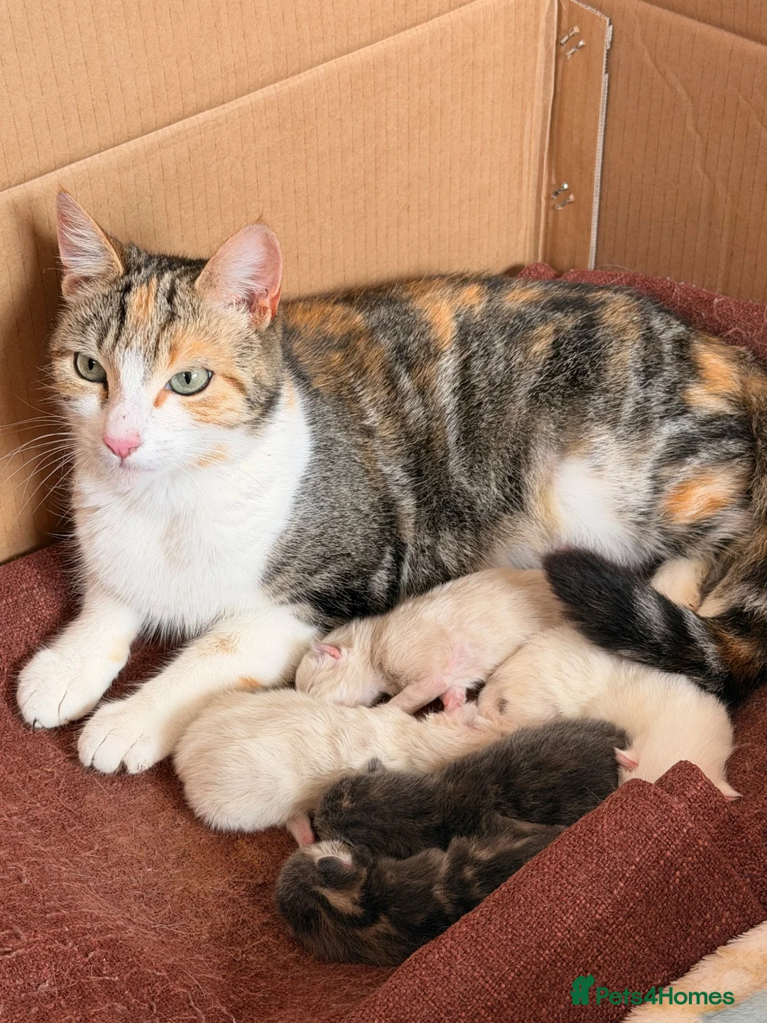 Mixed Breed cats for sale: Lovely kitten  - Advert 1
