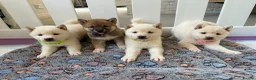 Japanese Shiba Inu dogs for sale: Japanese Shiba Inu Puppies - Advert 8