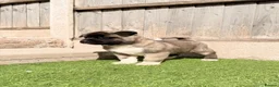 Akita dogs for sale: American Akita puppy’s for sale - Advert 13