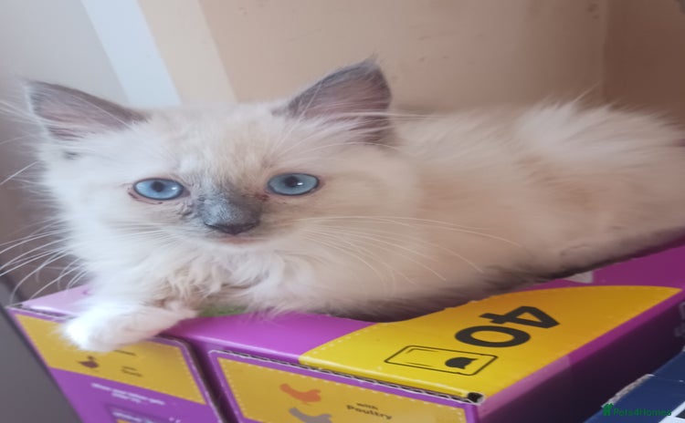 Ragdoll cats - Advert 6