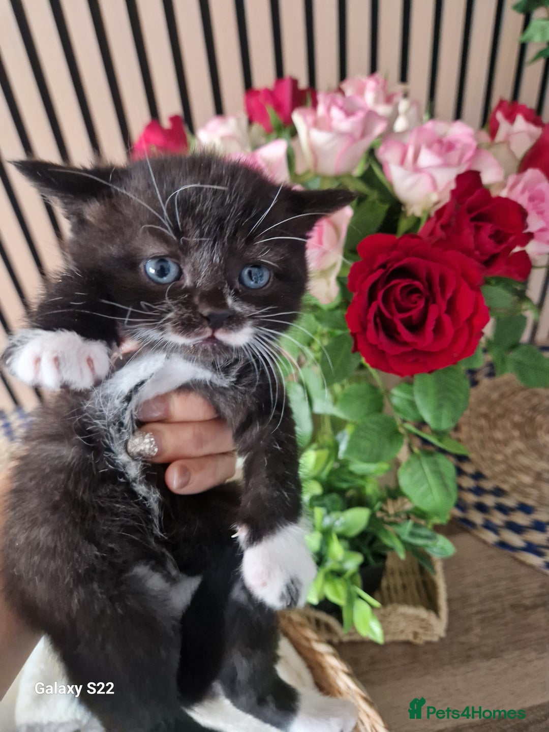 Scottish Fold cats for sale: Scotish fold/straight kittens  - Advert 6