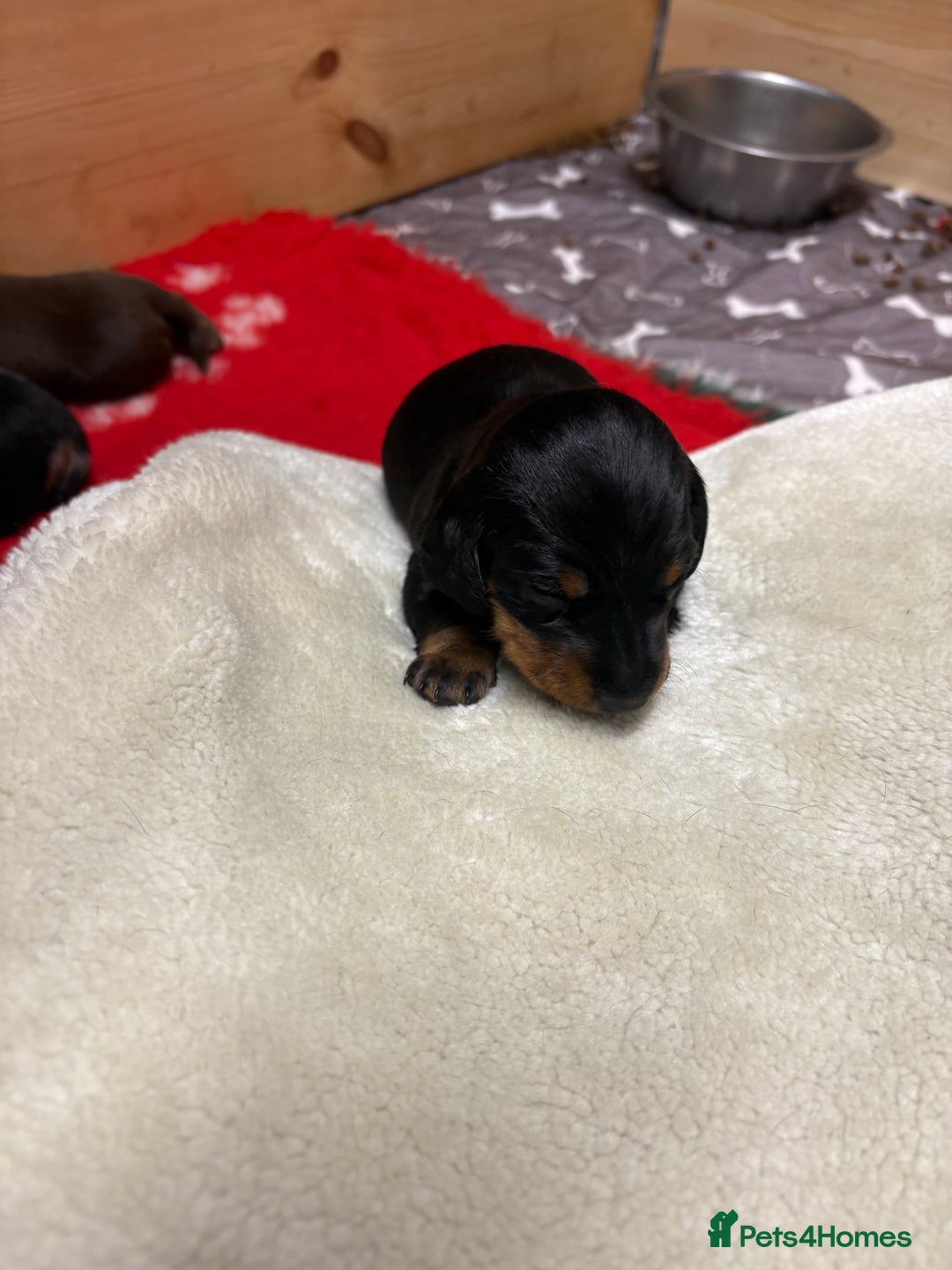 Miniature Dachshund dogs for sale: Beautiful miniature Dauchunds  - Advert 6
