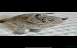 Scottish Fold cats for sale: Scottish straight - Image 5