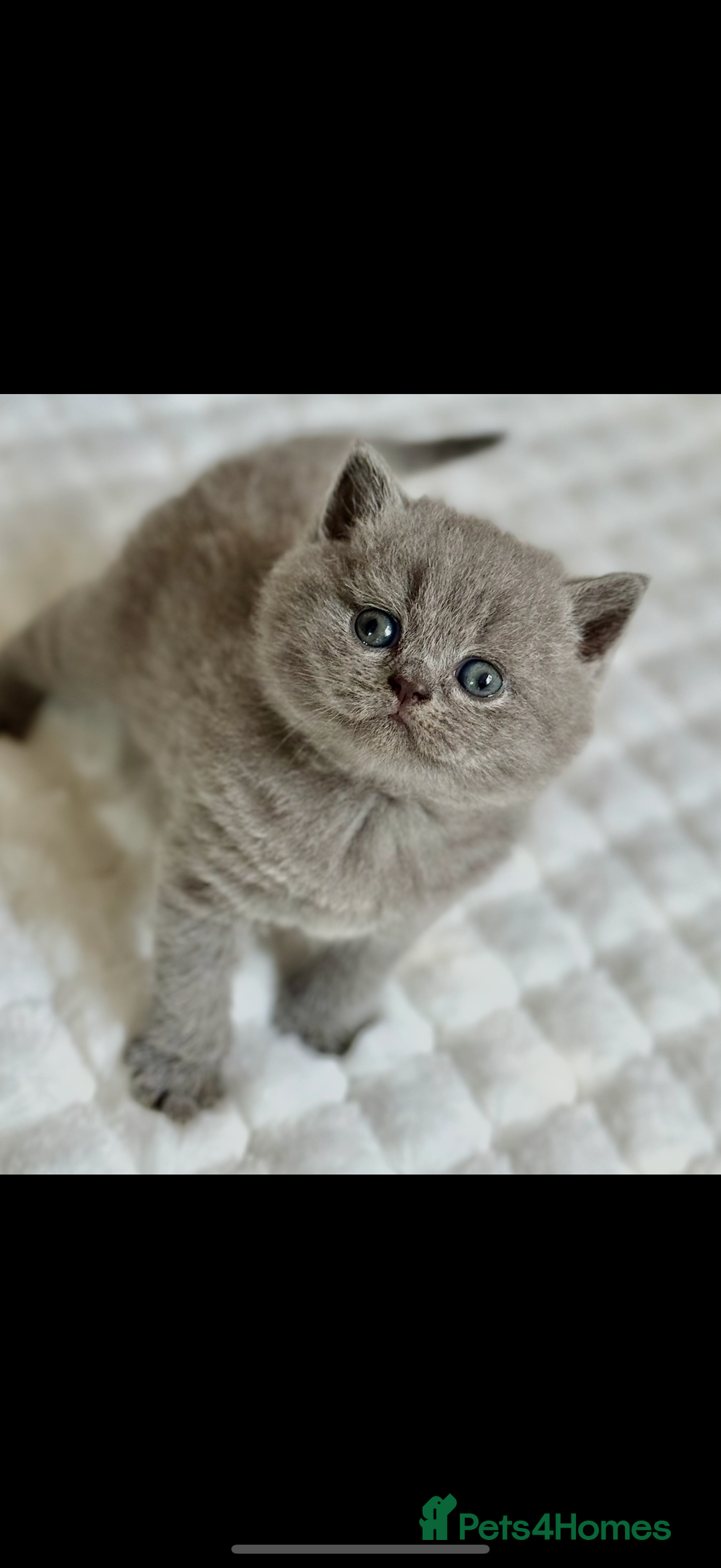 Scottish Fold cats for sale: Scottish straight - Image 5