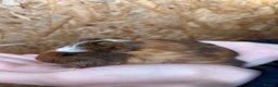 Guinea Pig rodents for sale: Guinea pigs for sale - Advert 4