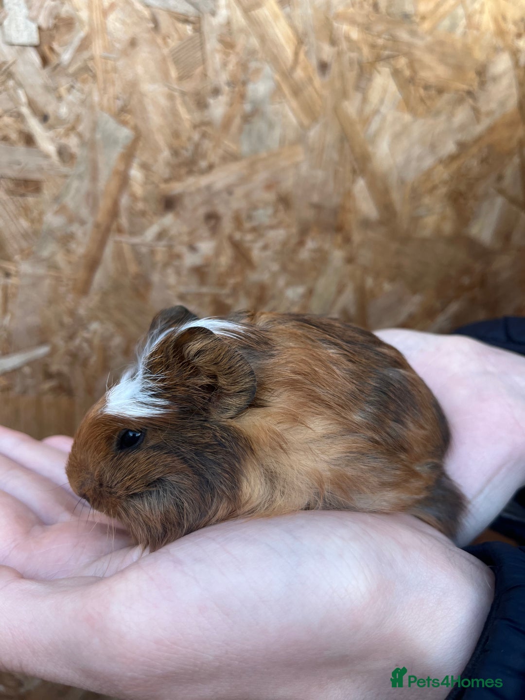 Guinea Pig rodents for sale: Guinea pigs for sale - Advert 4