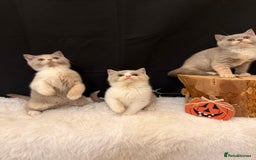British Shorthair cats for sale: 💗 Gorgeous Full Pedigree BSH Trusted Breeder 💗 - Advert 14
