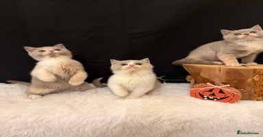 British Shorthair cats - Advert 3