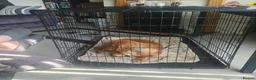 Cockalier dogs for sale: Meet Max - Advert 2