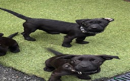 Mixed Breed dogs for sale: Cairndors - Image 5