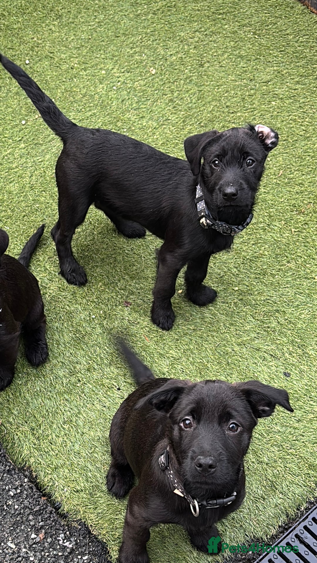 Mixed Breed dogs for sale: Cairndors - Image 5