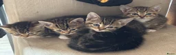 Mixed Breed cats for sale: Beautiful kittens  in Ipswich - Advert 5