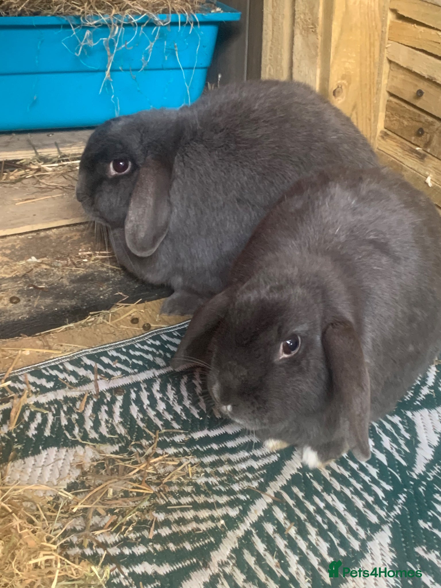 Mini Lop rabbits Female French lop rabbits  - Advert 3