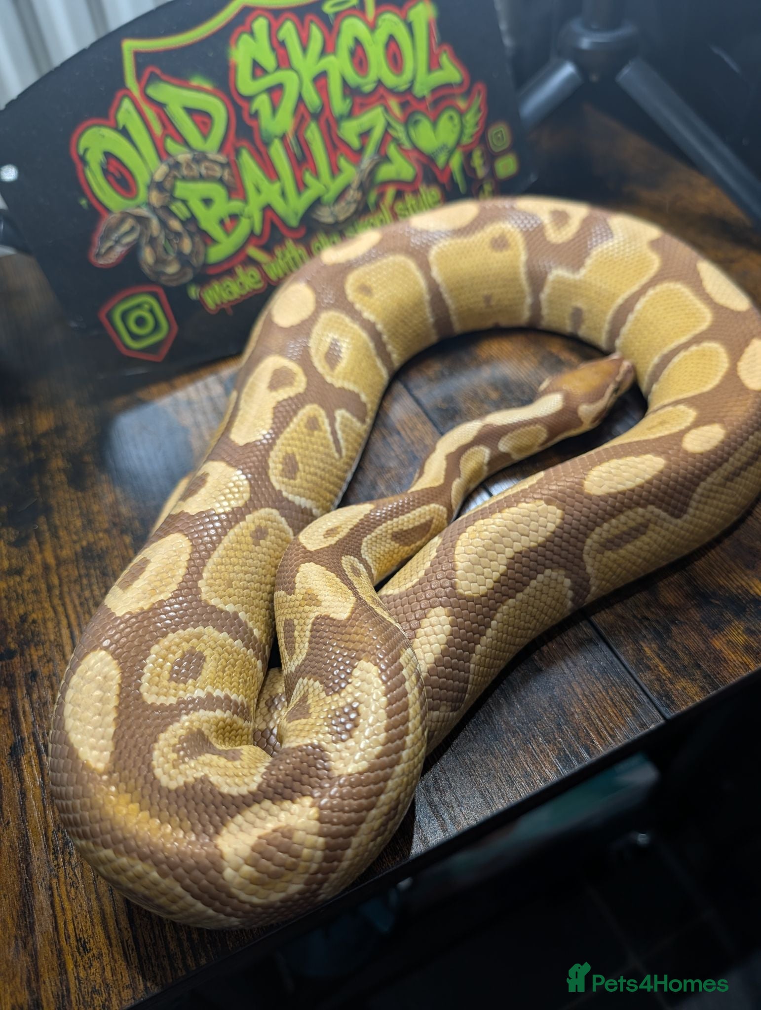 Python Snake reptiles Ultramel male - Advert 1