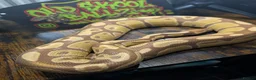 Python Snake reptiles for sale: Ultramel male - Advert 1