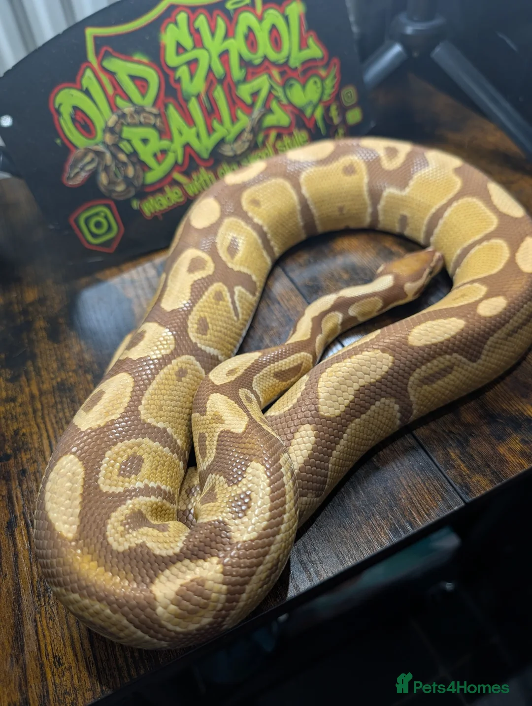 Python Snake reptiles for sale: Ultramel male - Advert 1