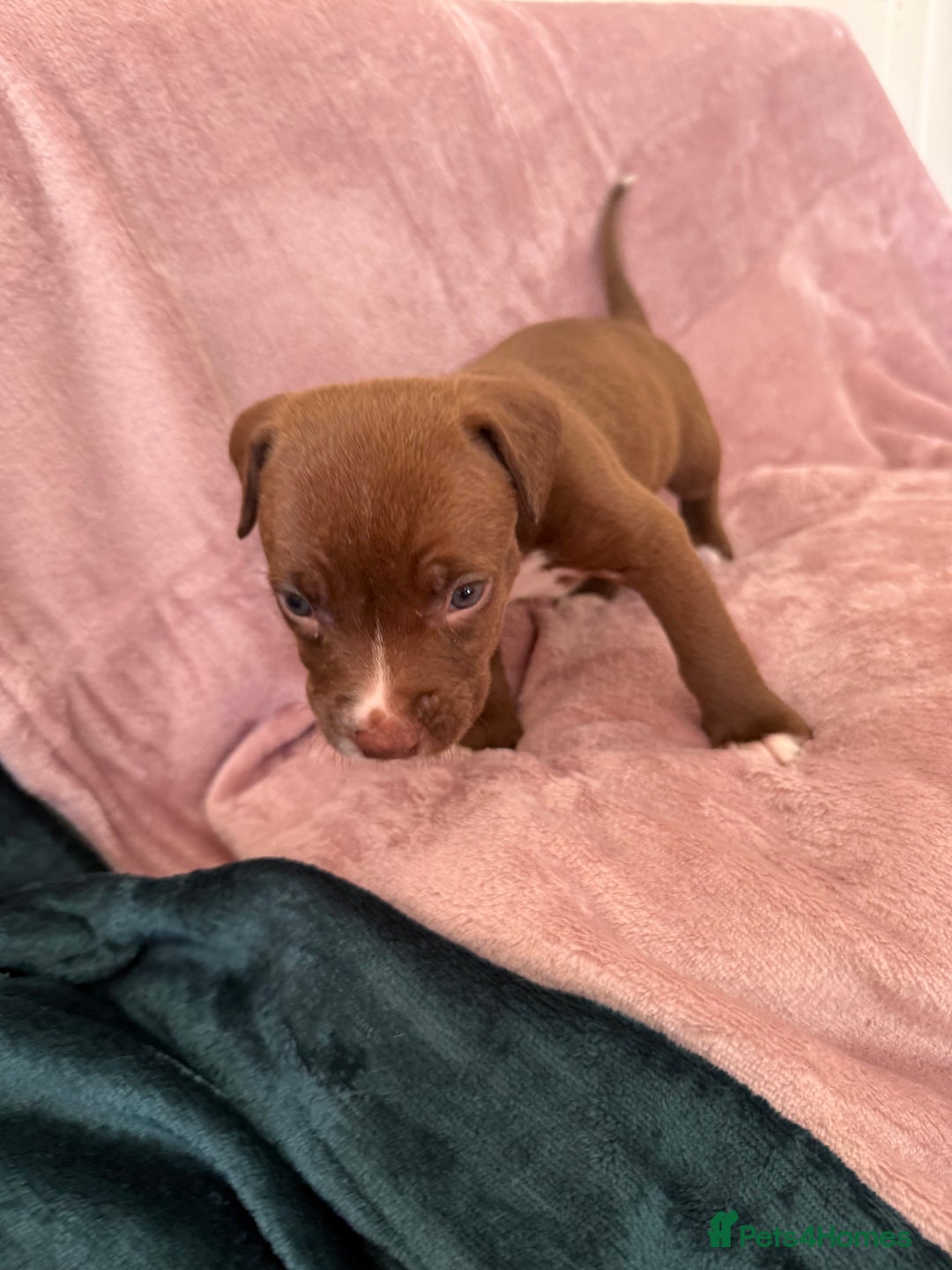 Mixed Breed dogs for sale: Spaniel crossed  - Image 9