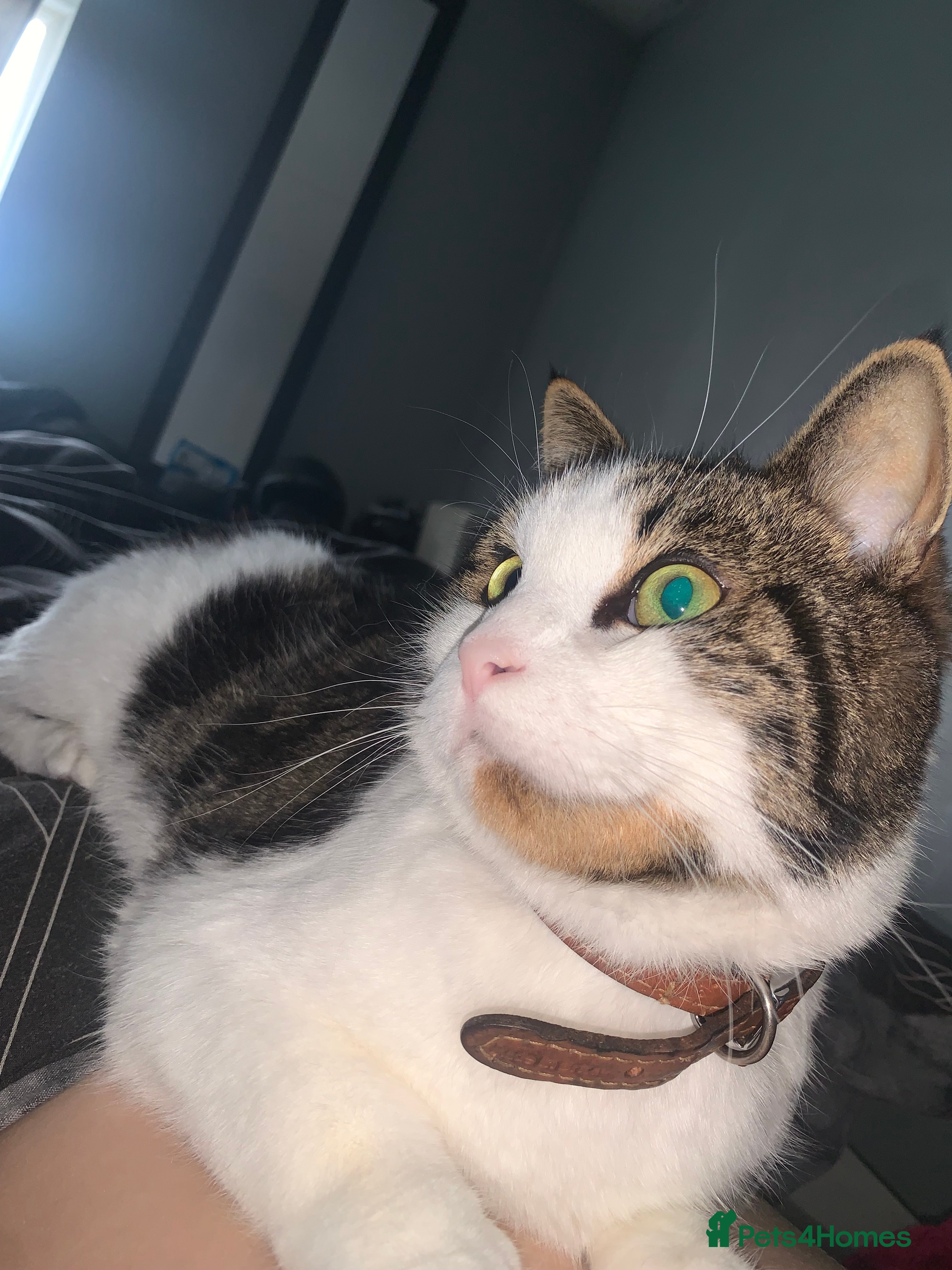 American Shorthair cats Male adult cat  - Advert 2