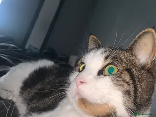 American Shorthair cats Male adult cat - Advert 9