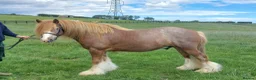 Irish Cob horses for sale: 14hh Quality Ride and Drive Cob and Show prospect - Advert 2