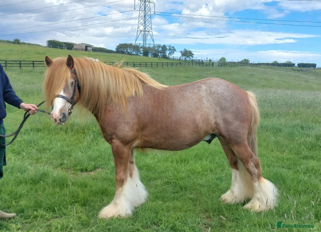 Irish Cob horses for sale: 14hh Quality Ride and Drive Cob and Show prospect - Advert 2