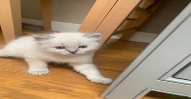 Ragdoll cats - Advert 4