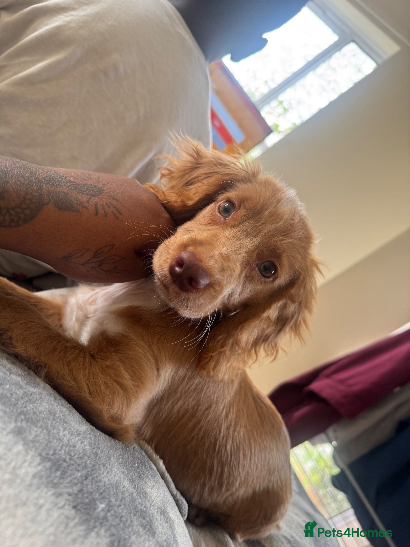 Cockapoo dogs for sale: Unfortunate rehome - Advert 2