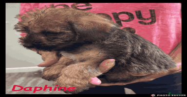 Mixed Breed dogs - Advert 6