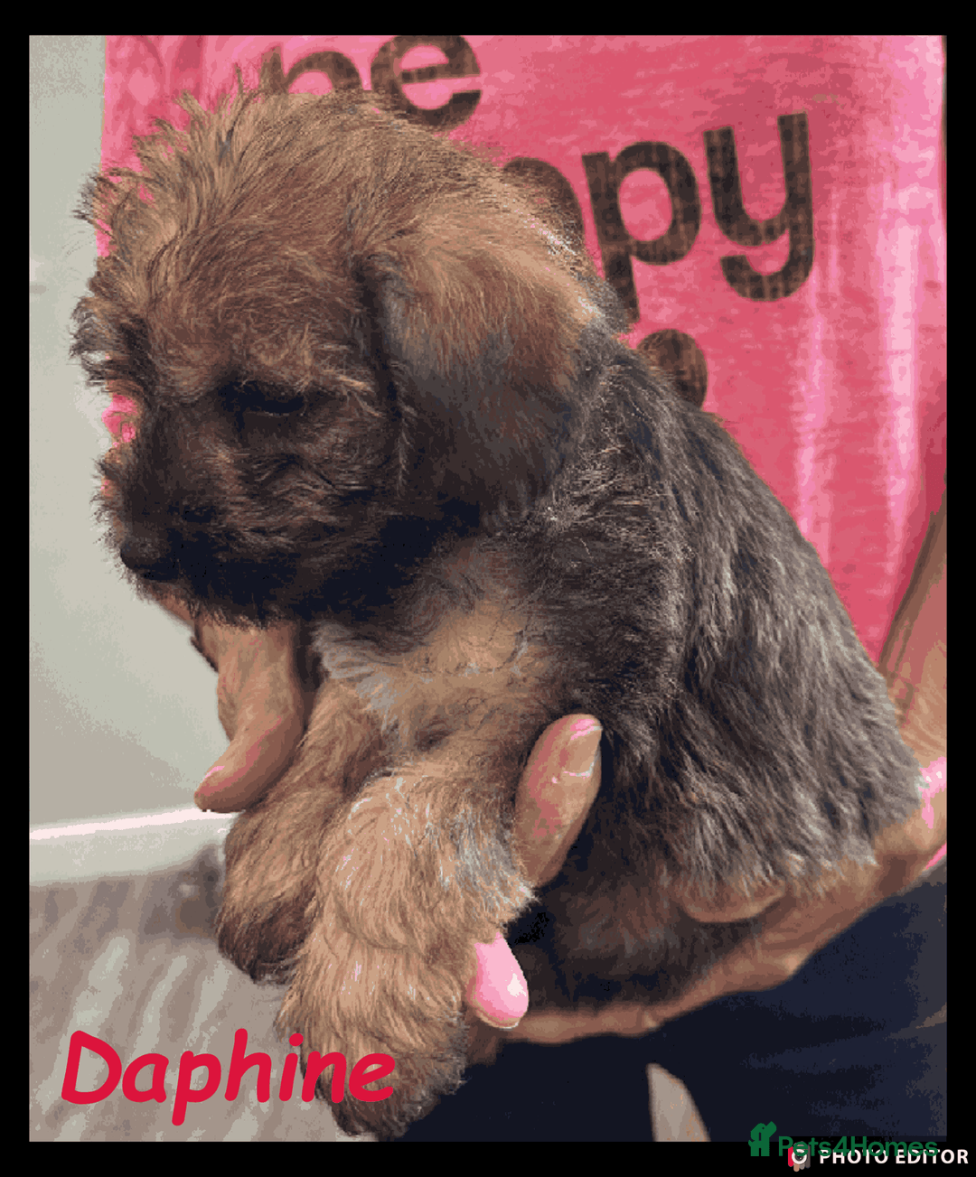 Mixed Breed dogs for sale: Beautiful Borderpoo Puppies – Ready 24th August - Image 3