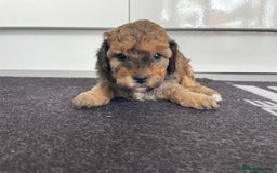 Cavapoochon dogs for sale: Beautiful Cavapoochon puppies for sale  - Image 8