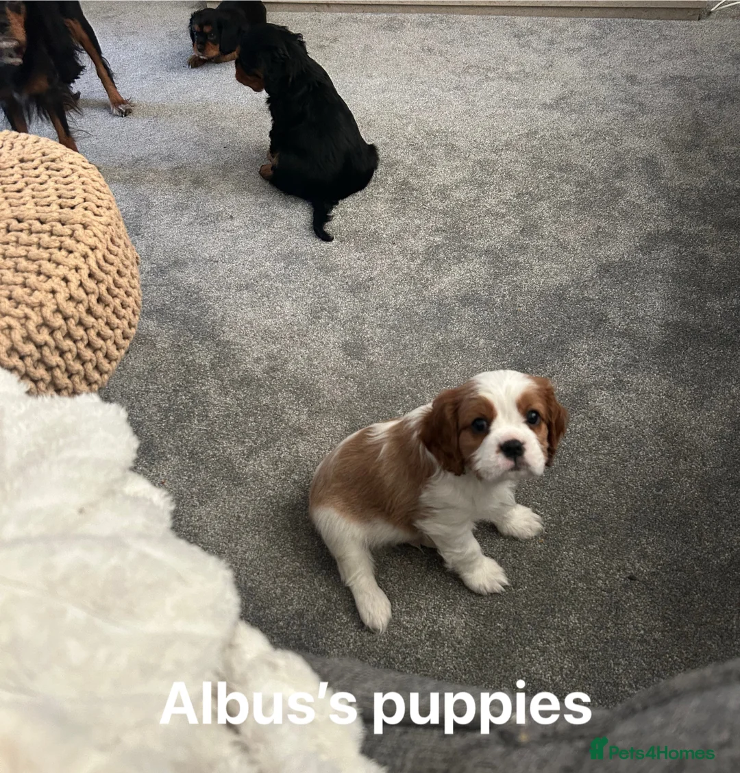 Cavalier King Charles Spaniel dogs for stud: KC Reg Health Tested Proven Cavalier King Charles in Salisbury - Advert 16