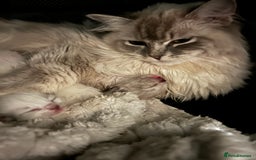 Ragdoll cats for sale: Cherubim Ragdoll Kittens TICA Mink Lynx - Image 22