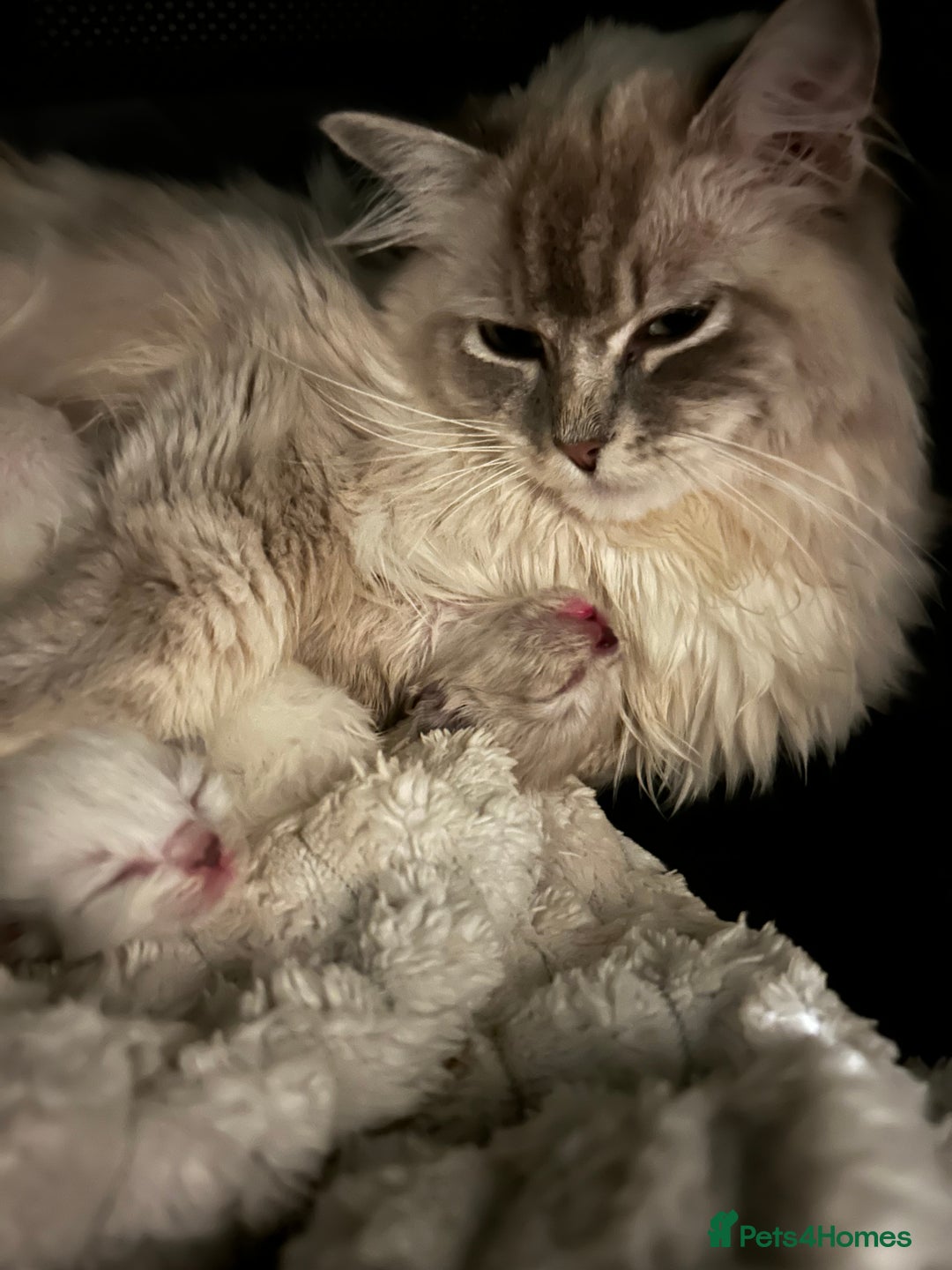 Ragdoll cats for sale: Cherubim Ragdoll Kittens TICA Mink Lynx - Image 22