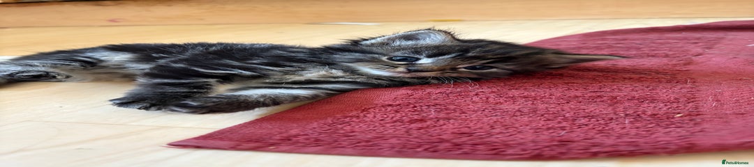 British longhair Kitten 11