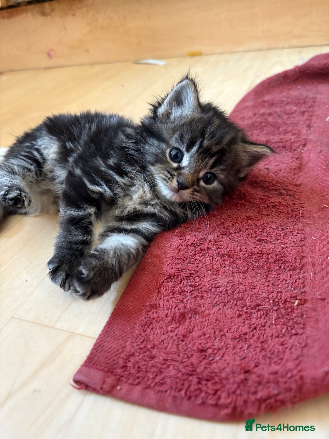 British Shorthair cats for sale: 11 SHORTHAIRED AND LONGHAIRED KITTENS - Image 40