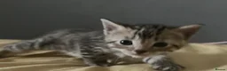 European cats for sale: 4 cute kittens in Bracknell - Advert 3